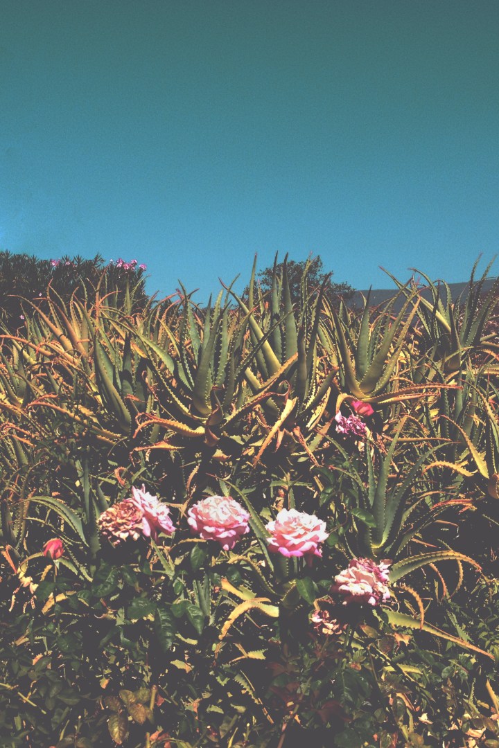 ojai, meditation mount, california, los angeles, photographer, photography, shannon m west photography