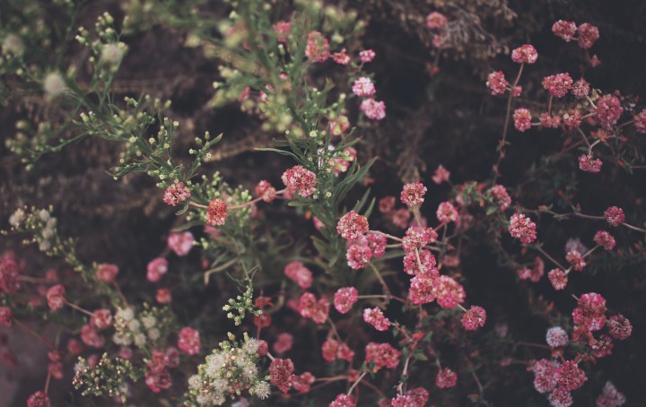 point lobos reserve, california, photography, photographer, los angeles, shannon m west photography