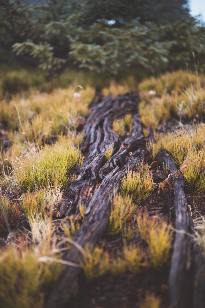 Continental Divide - Winter Park, Colorado - Travel, hiking, nature, adventure photography Shannon M West Photography Los Angeles