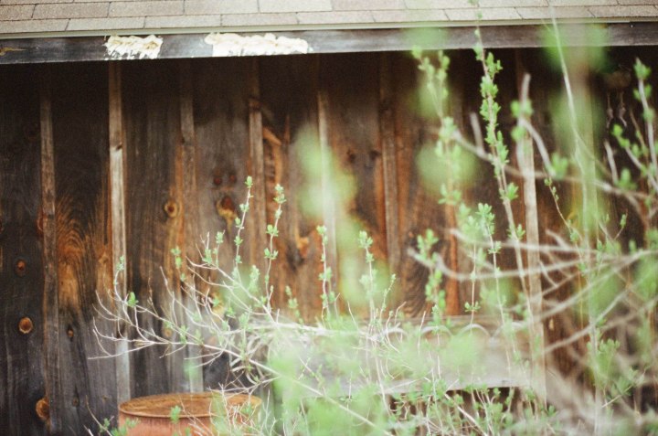 film, upstate, new york, NY, 35mm, los angeles, portrait, documentary, canon ae1, woods, outdoors, nature, photography, cabin, forest, grain, experiments, love film,