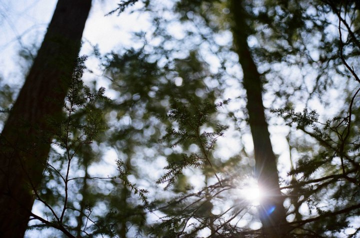 film, upstate, new york, NY, 35mm, los angeles, portrait, documentary, canon ae1, woods, outdoors, nature, photography, cabin, forest, grain, experiments, love film,