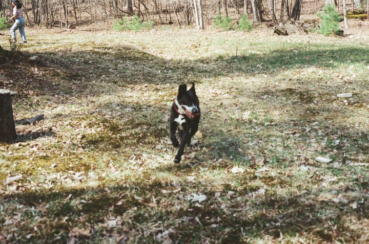 film, upstate, new york, NY, 35mm, los angeles, portrait, documentary, canon ae1, woods, outdoors, nature, photography, cabin, forest, grain, experiments, love film,
