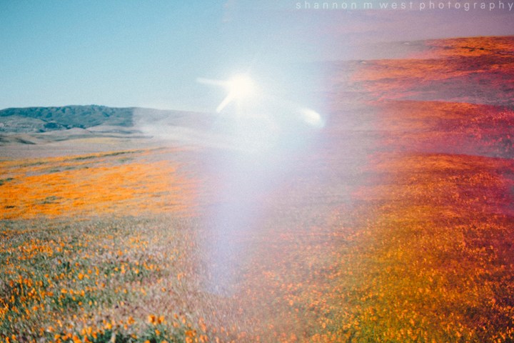 A Kaleidoscopic Bloom | Antelope Valley Poppy Fields Photography | 35mm +&nbsp;digital